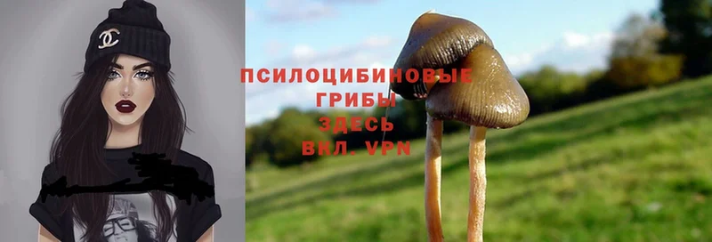 Псилоцибиновые грибы Psilocybe  Тарко-Сале 